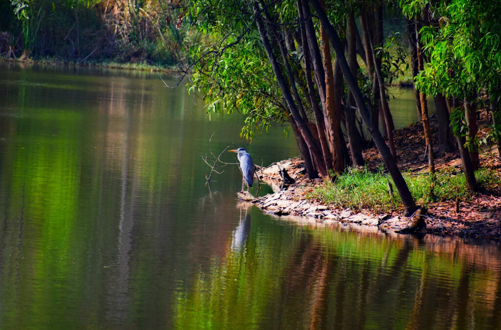 Lakes: More Than Your Early Morning Running Track