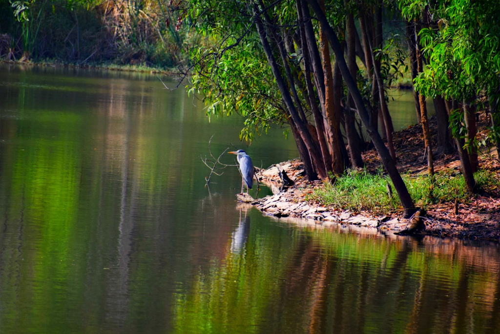 Lakes- More Than Your Early Morning Running Track blog banner