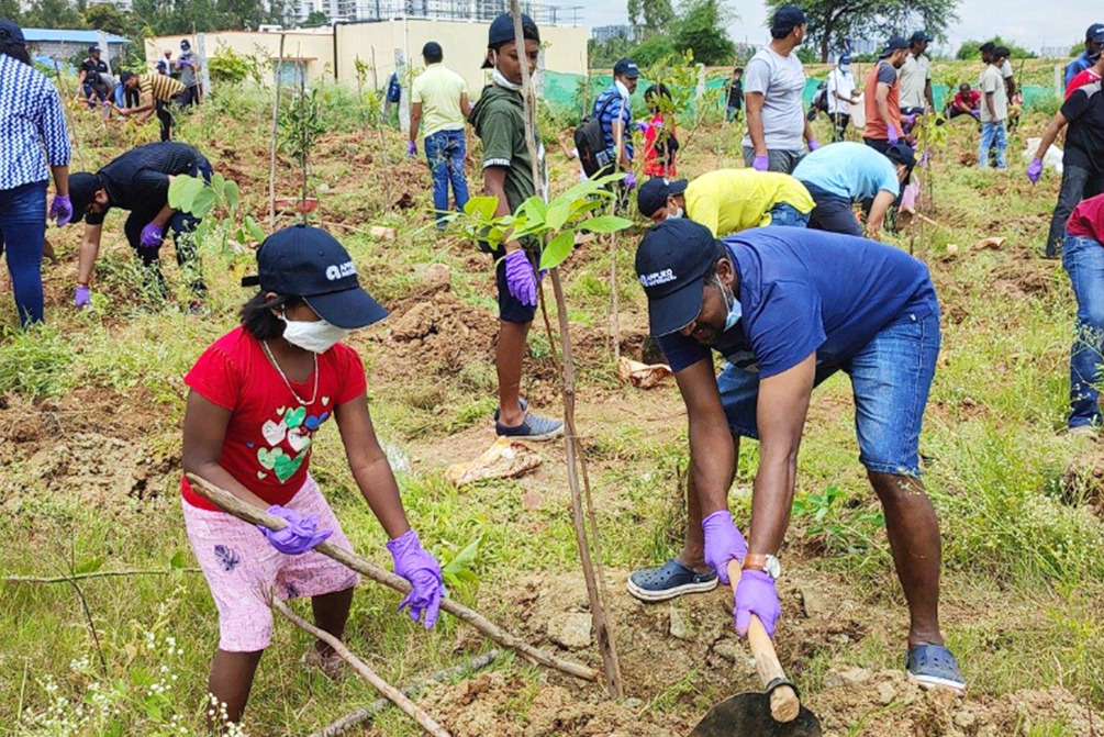 Desk top Planting trees