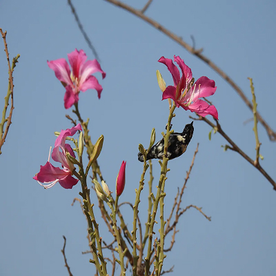 d images for Biodiversity Initiatives .