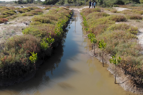 images for Mangroves Matter 2