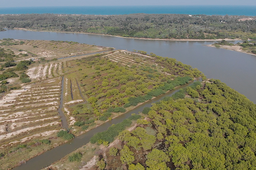 images for Mangroves Matter 3