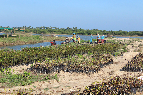 images for Mangroves Matter 4